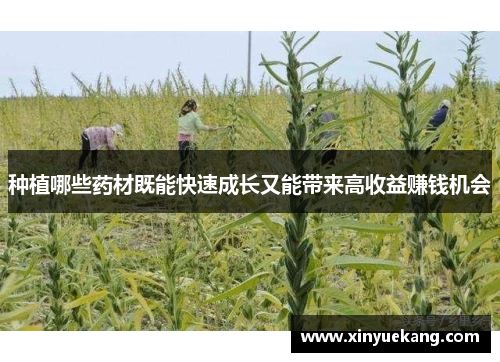 种植哪些药材既能快速成长又能带来高收益赚钱机会